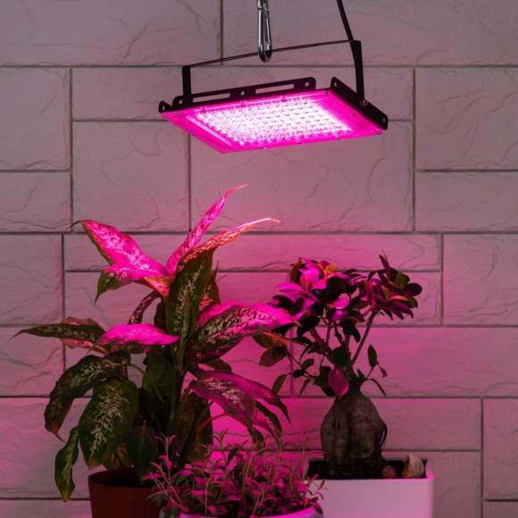 Фитопрожектор для растений светодиодный Эра FITO-80W-RB-LED-Y (Б0053082)